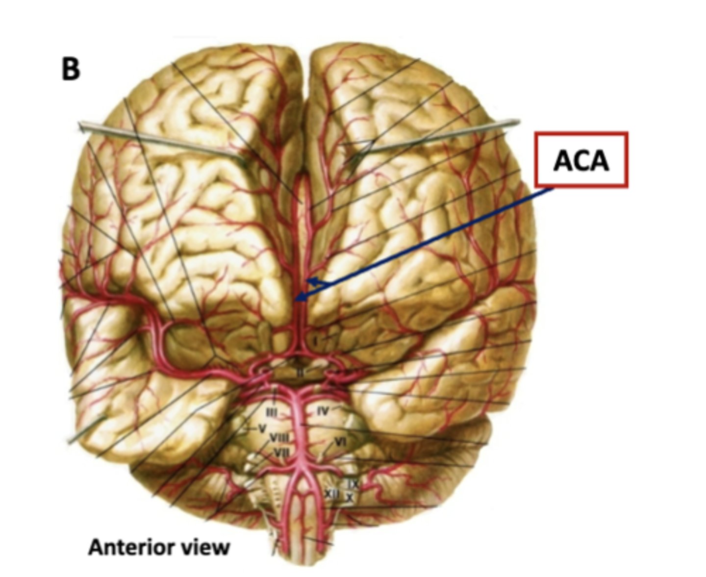 <p>lies in the longitudinal fissure on the medial surface of each hemisphere</p>