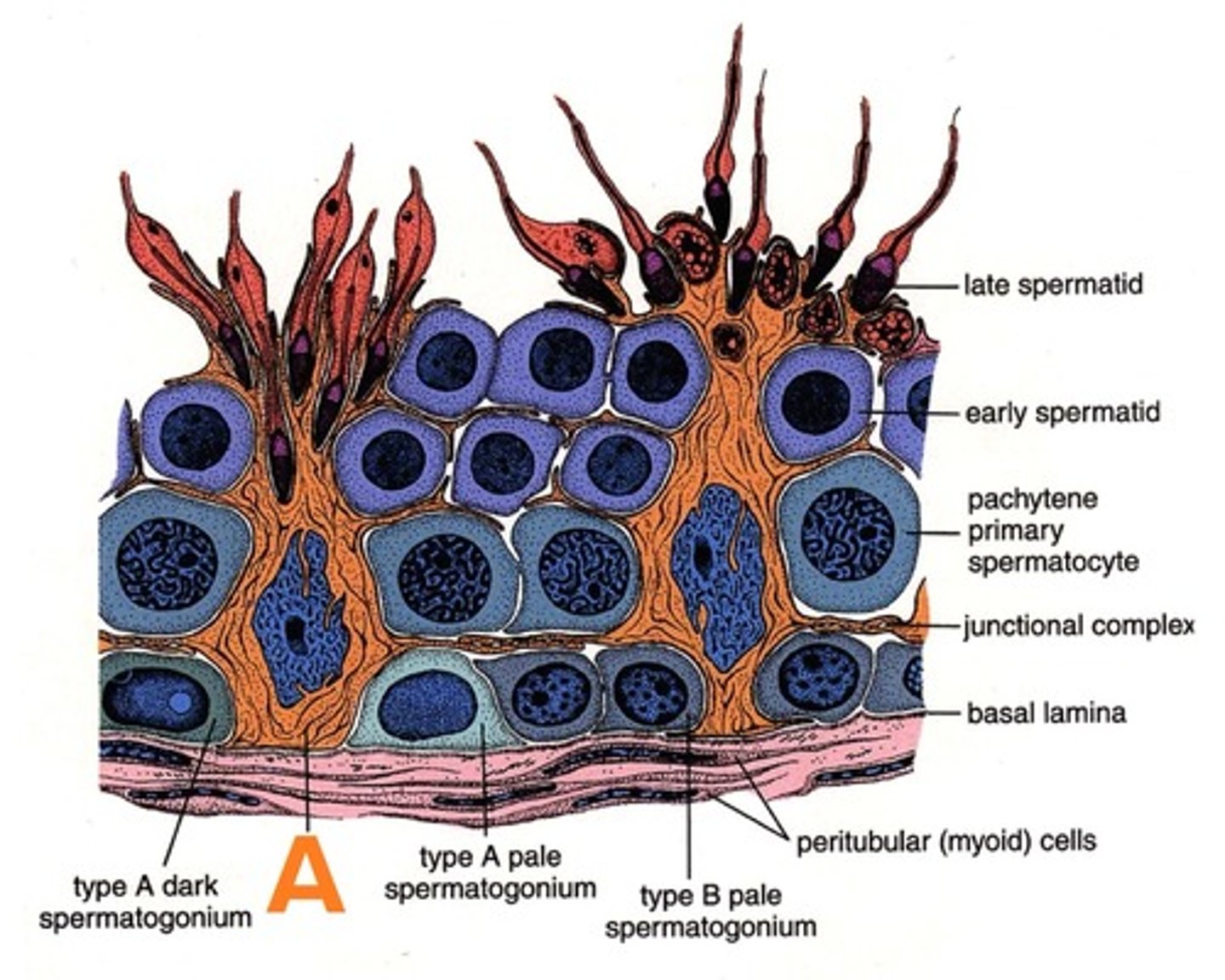 <p>Within seminiferous tubules</p><p>Provide metabolic support for the spermatids</p>