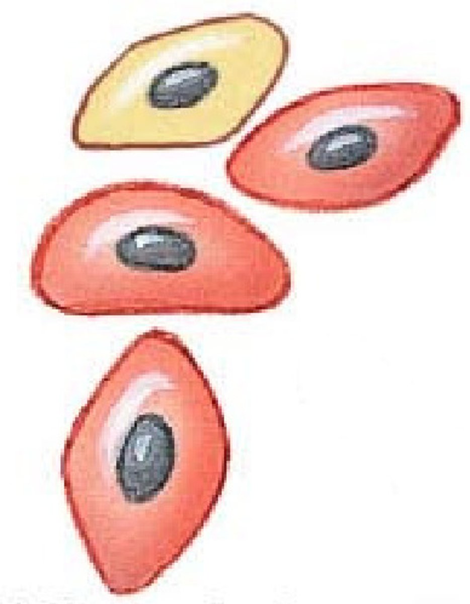 <p>myoblasts</p>