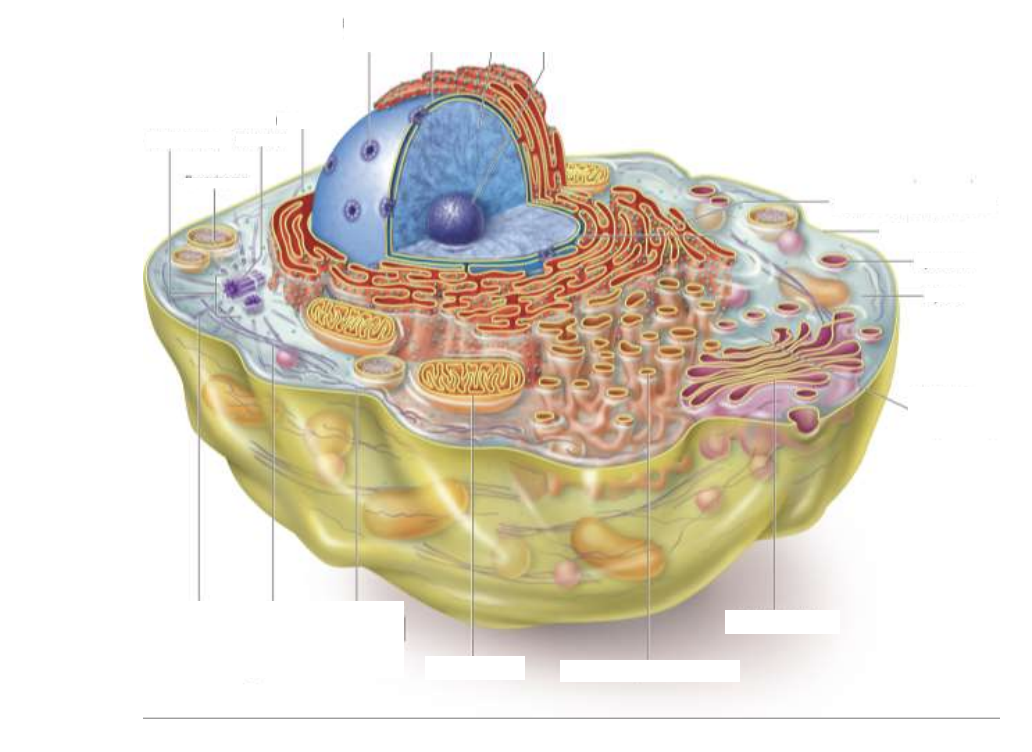 <p>What is a Eukaryotes?</p>