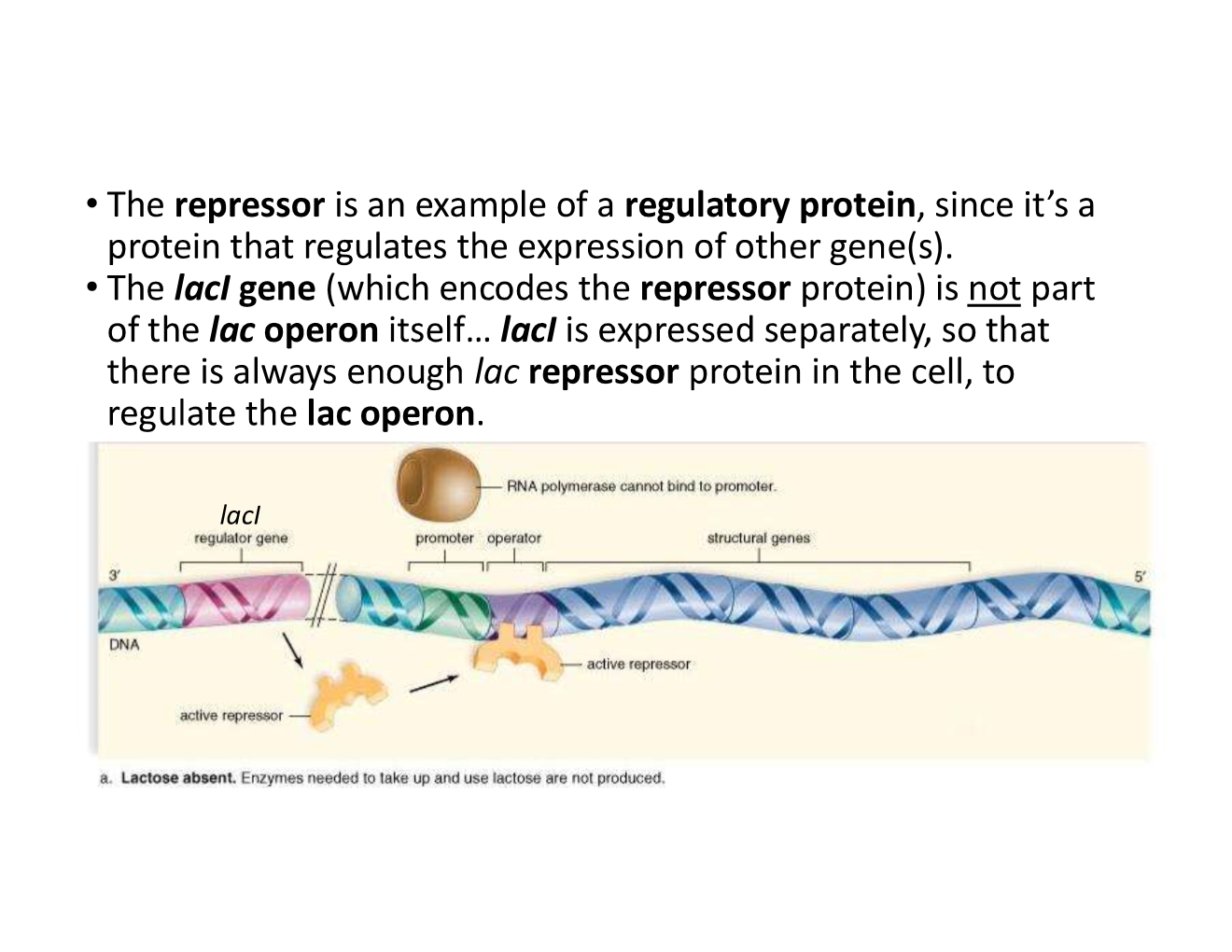 <p>non-induced lac operon</p>