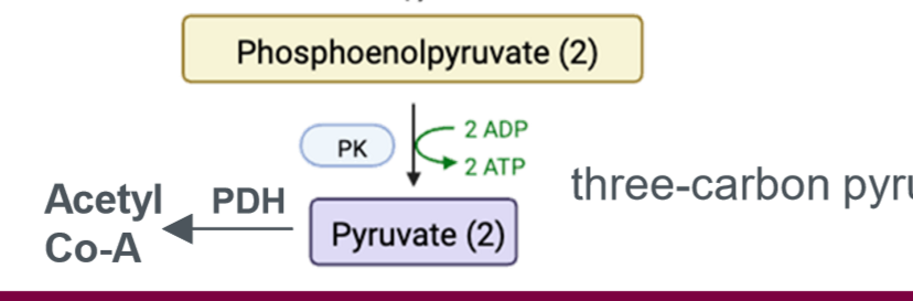 <p>glycolysis protein; pyruvate kinase. activated by AMP, F-1,6-BP; inhibited by ATP, acetyl-CoA, alanine</p>