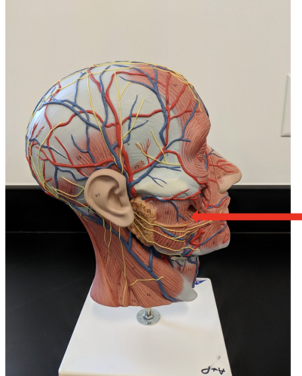 <p>what is this?</p>