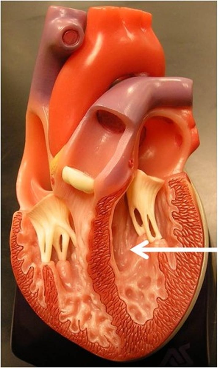 <p>Pumps oxygenated blood to the body via the aorta.</p>