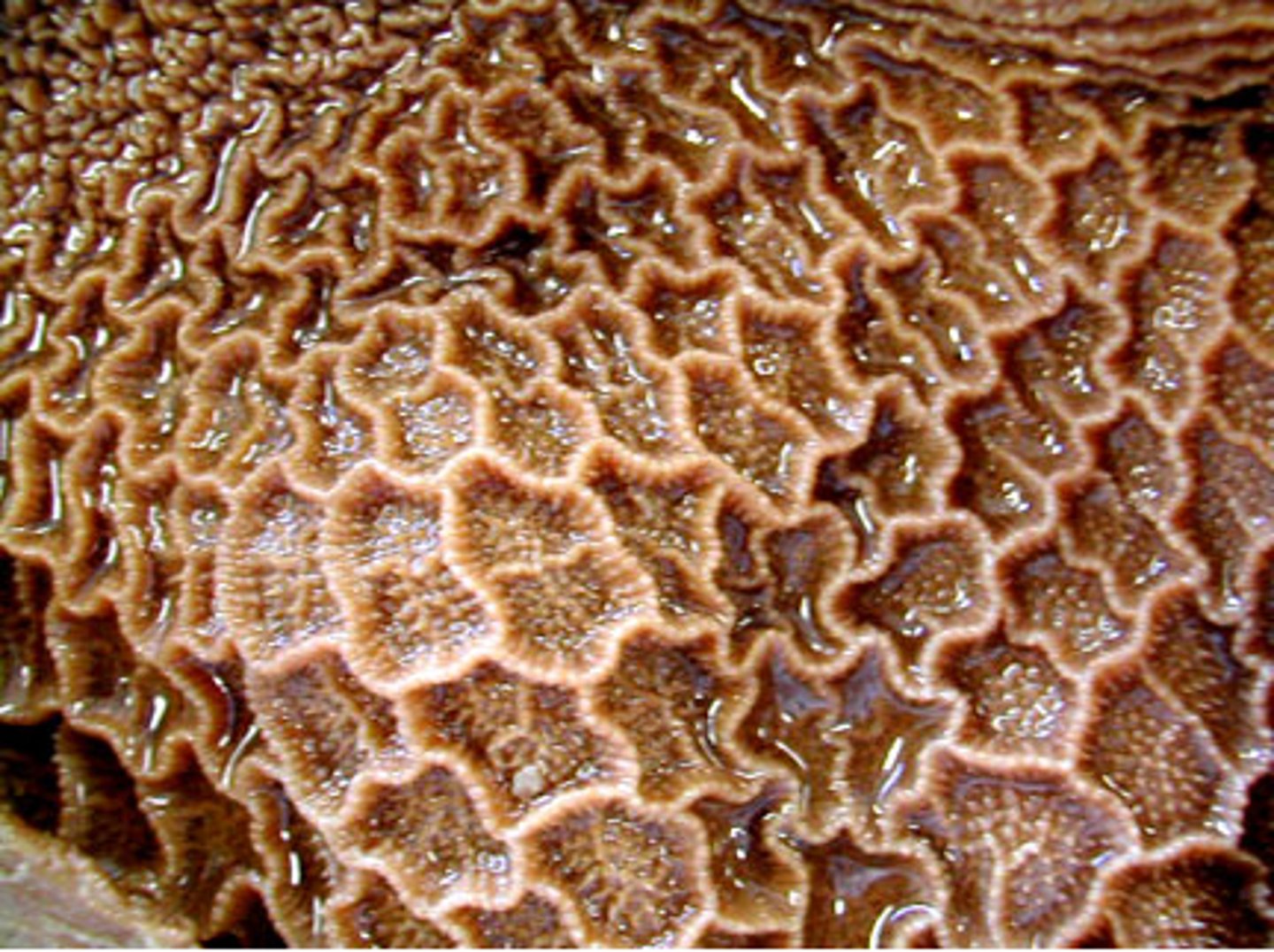 <p>Which ruminant stomach has a honeycomb appearance?</p>