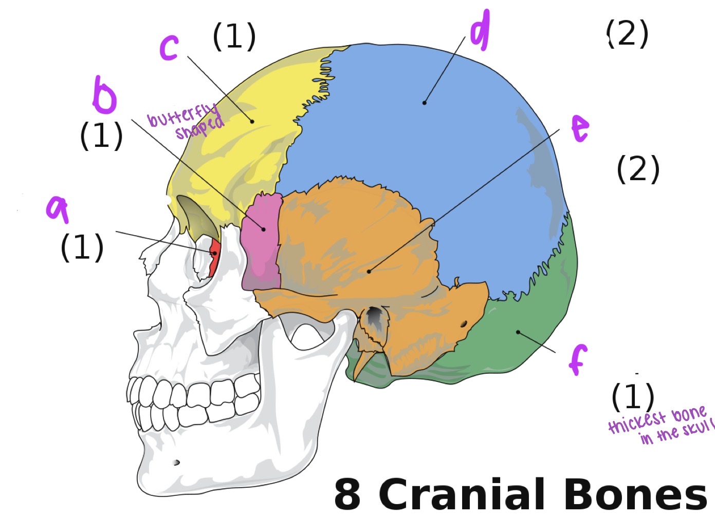 <p>Label the neurocranial bones</p>
