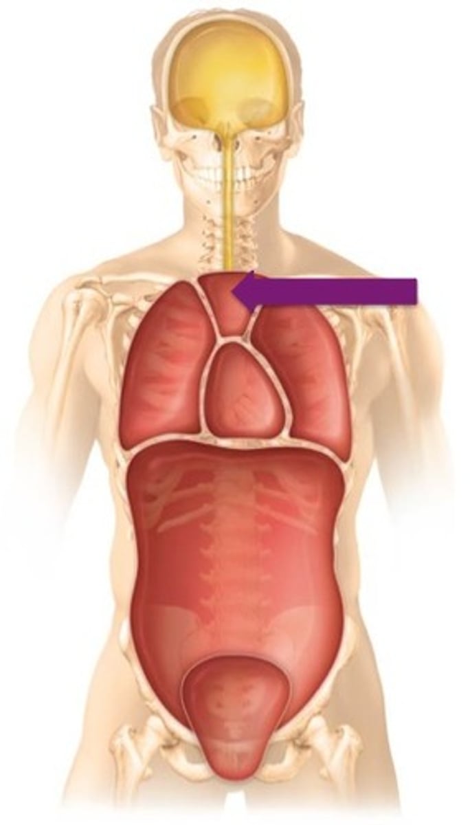 <p>Label the cavity in which the arrow is pointing.</p>