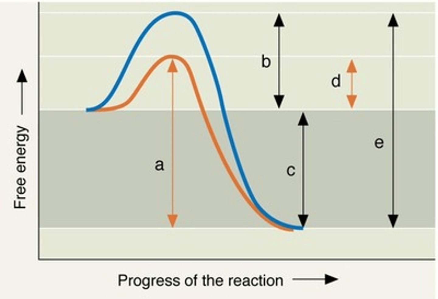 <p>A: catalyzed reaction<br>B: activation energy without catalyst<br>C: free energy (same in all reactions)<br>D: activation energy with catalyst<br>E: uncatalyzed reaction</p>