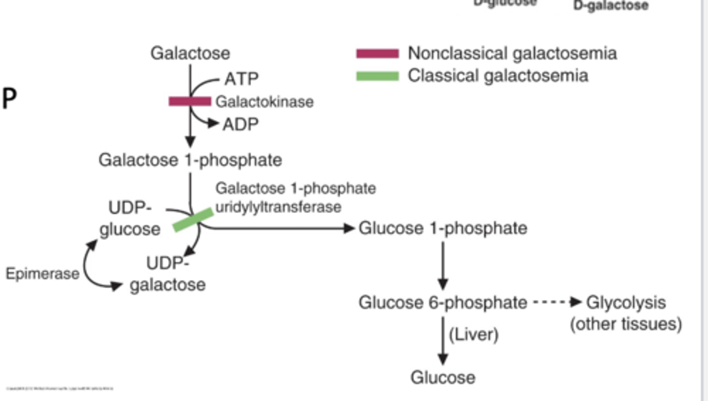 <p>galcactose -> galctose-1- glucose 1-P -> glucose-6-P </p><p>then enzymes: </p><p>galactokinase-> gal-1-P uridyltransferase annd an epimerase </p>