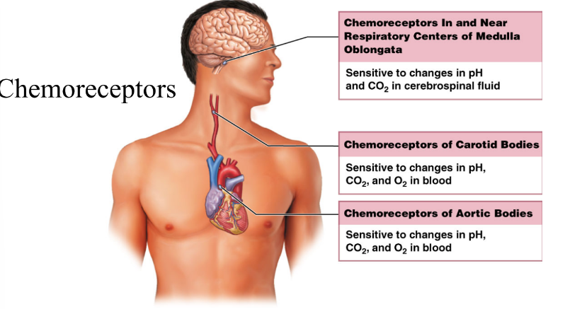 <p>What are the two main locations of chemoreceptors? </p>