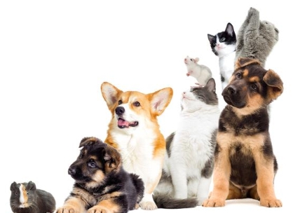 <p>A <strong>pet</strong> an animal that you keep at home. </p><p><span>|pet|</span></p><p>Домашний питомец</p>