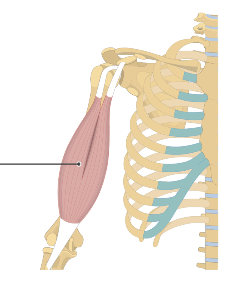 <p>origin: coracoid process of scapular</p><p>insertion: radial tuberosity</p>