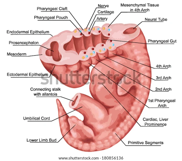 <ul><li><p><strong>Skeletal element (pharyngeal/visceral skeleton)</strong></p><ul><li><p>Can be cartilage or bone.</p></li><li><p>Provides structure to the arch.</p></li><li><p>In fishes → forms gill supports.</p></li><li><p>In jawed vertebrates → forms jaws, hyoid, and some other head bones.</p></li></ul></li><li><p><strong>Branchiomeric muscles</strong></p><ul><li><p>Skeletal muscles attached to the arch.</p></li><li><p>Move the arch (e.g., opening/closing jaws or gills).</p></li></ul></li><li><p><strong>Cranial nerves (V, VII, IX, X)</strong></p><ul><li><p>Provide <strong>motor</strong> (movement) and <strong>sensory</strong> (feeling) input.</p></li><li><p>Each arch is innervated by a specific cranial nerve.</p></li></ul></li><li><p><strong>Aortic arch (blood vessel)</strong></p><ul><li><p>Connects <strong>dorsal and ventral aorta</strong>, helping blood circulate through the gills in fishes.</p></li></ul></li></ul><p></p>