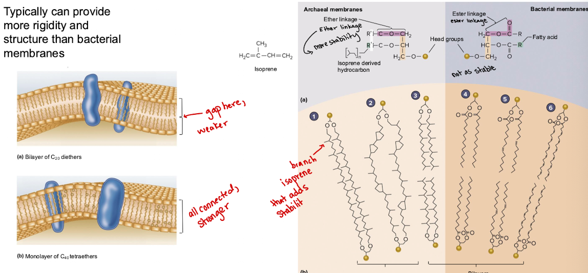 <p>Can provide more rigidity and structure than bacterial membranes</p>