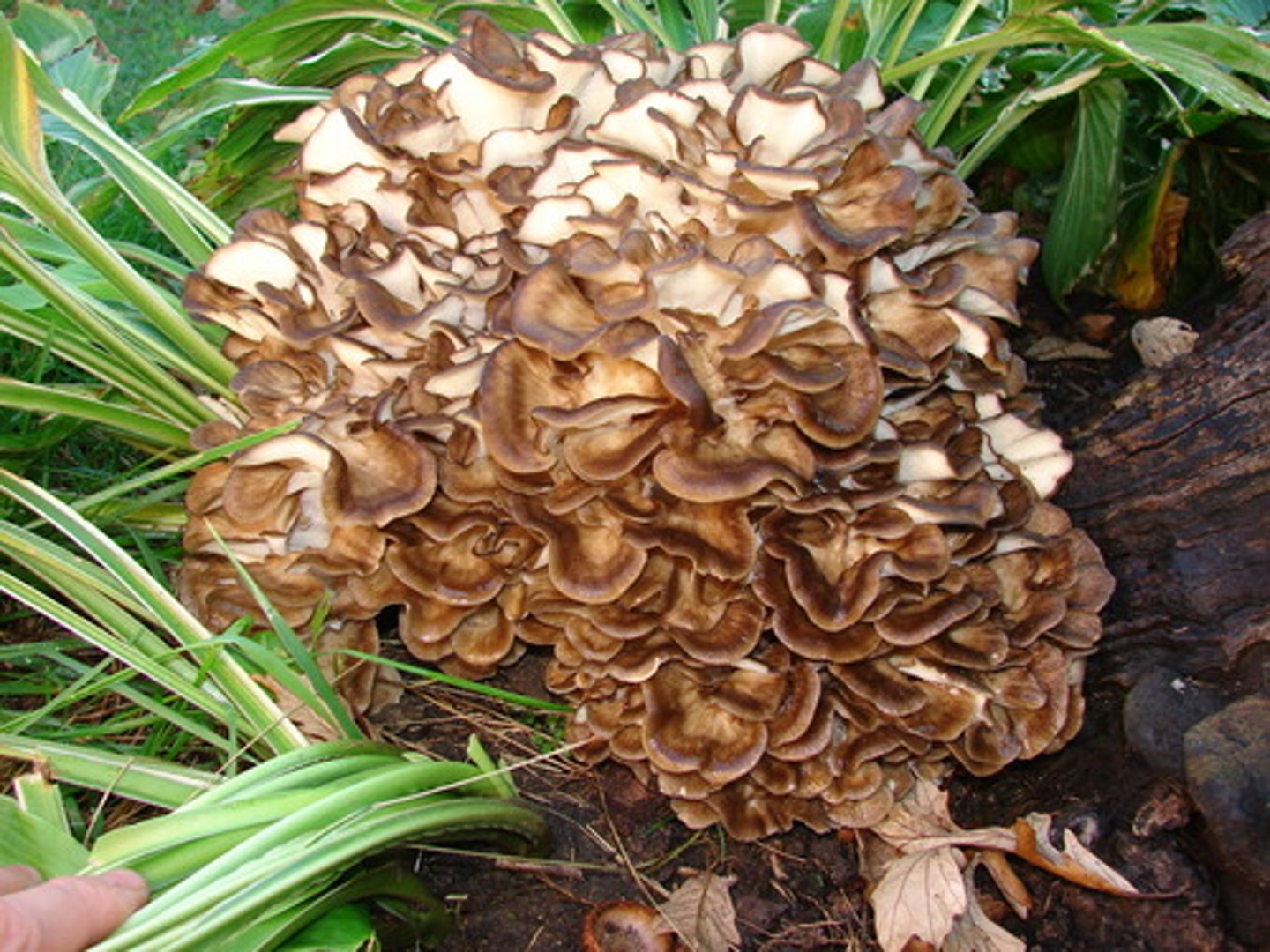 <p>hen-of-the-woods, maitake</p>