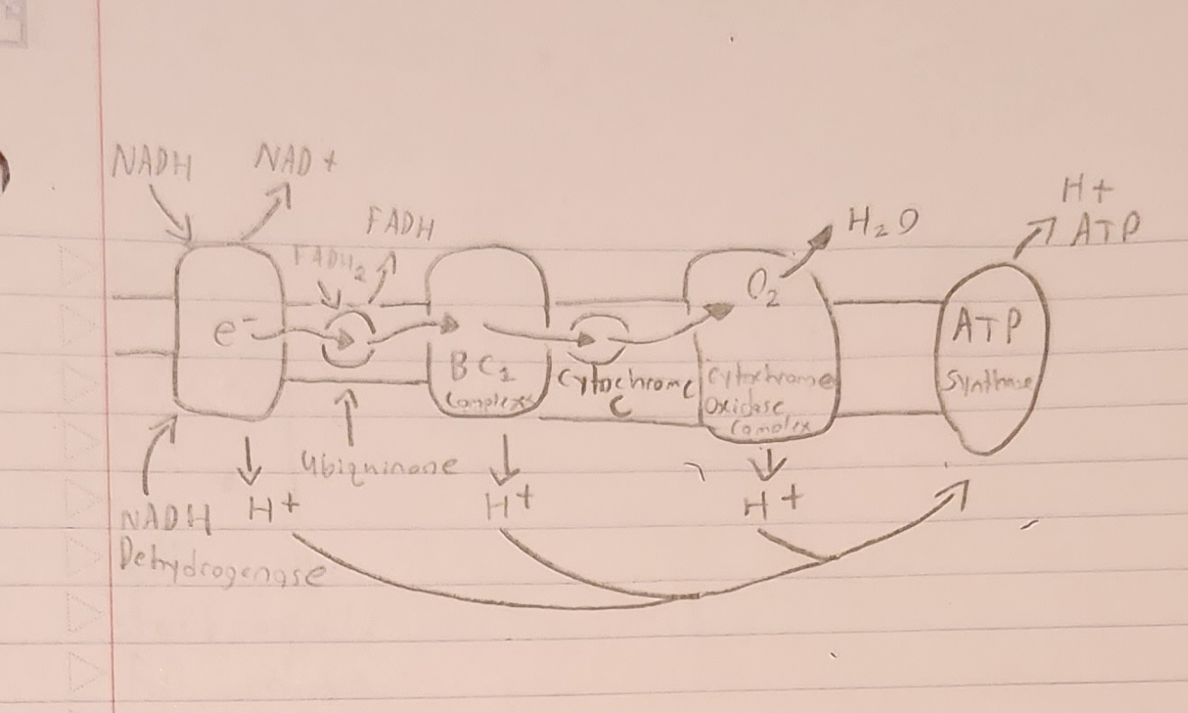 <p><strong>Which diagram is this?</strong></p>