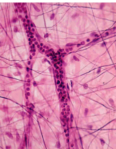 <p>False; all cells are no more than two cells away from a capillary</p>