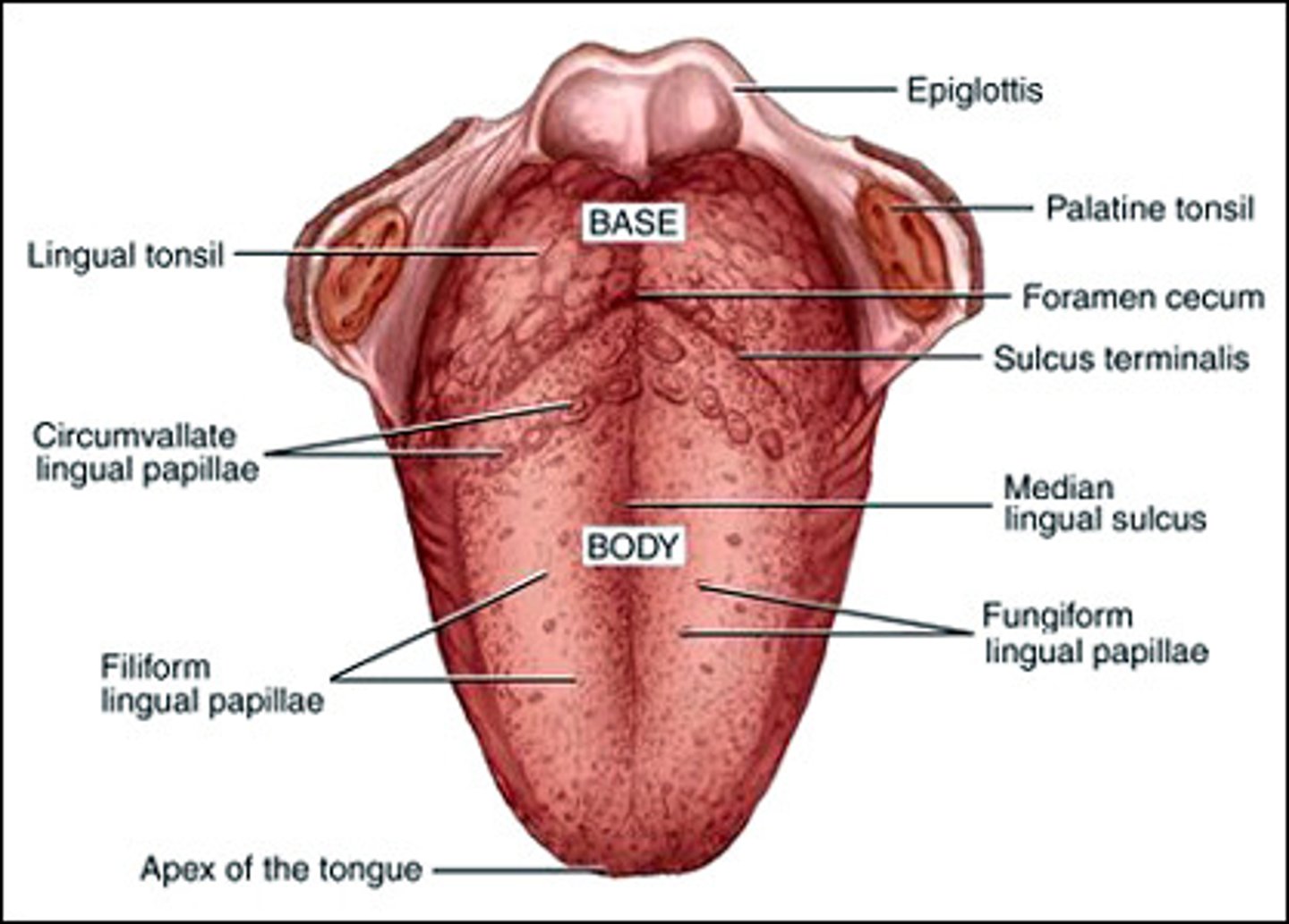 <p>reddish, scattered over tongue; contain taste buds</p>