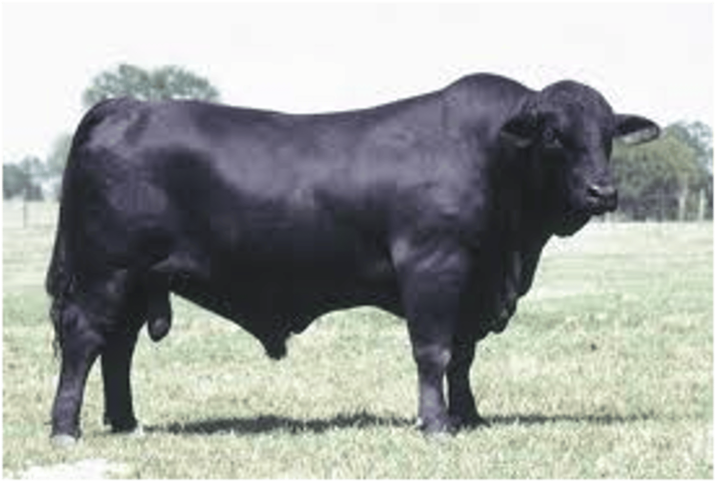 <p>American Beef Breed</p><p>Developed in the United States.</p><p>5/8 Angus, 3/8 Brahman.</p><p>Black and naturally polled.</p>