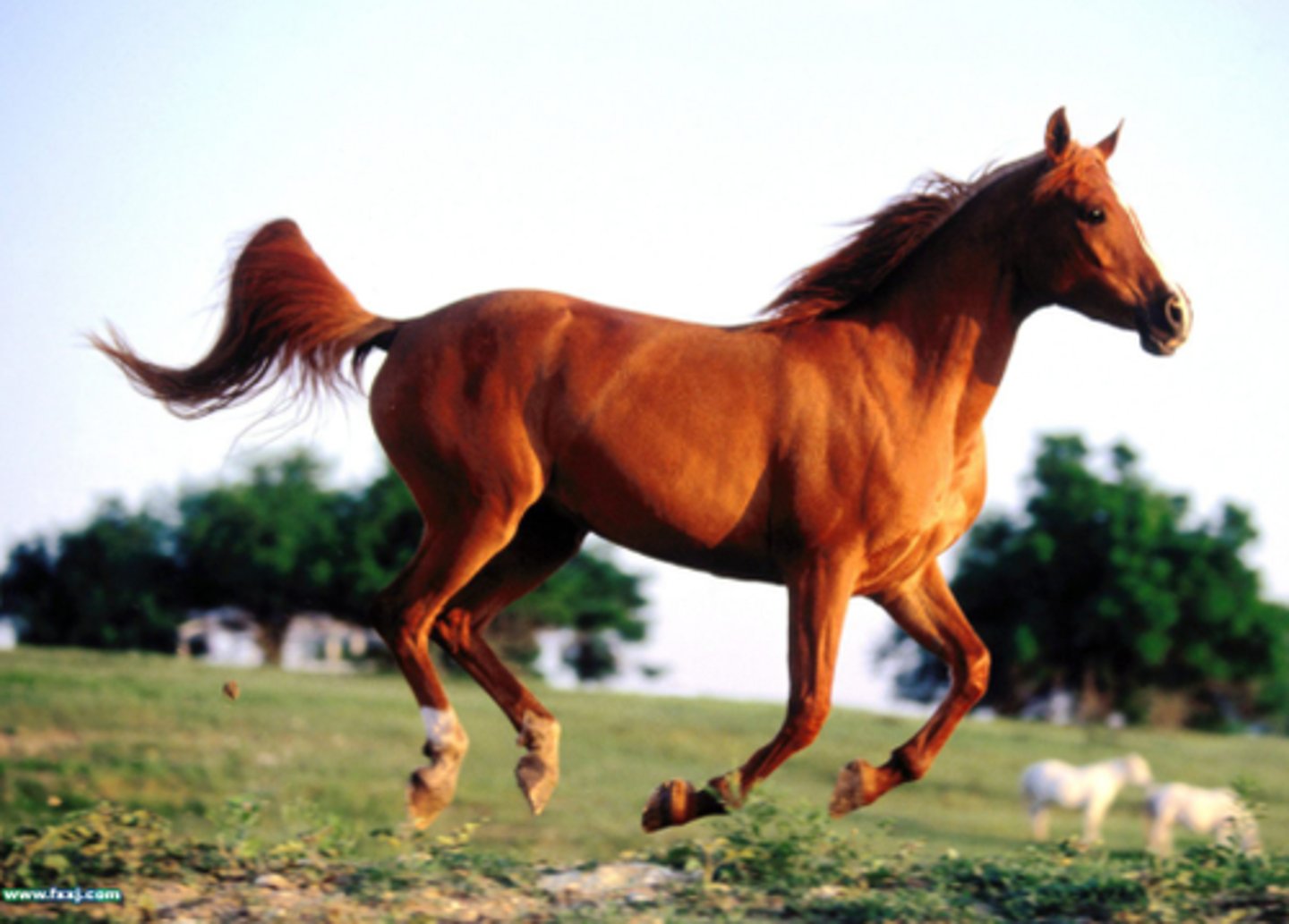 <p>horse/horses</p>