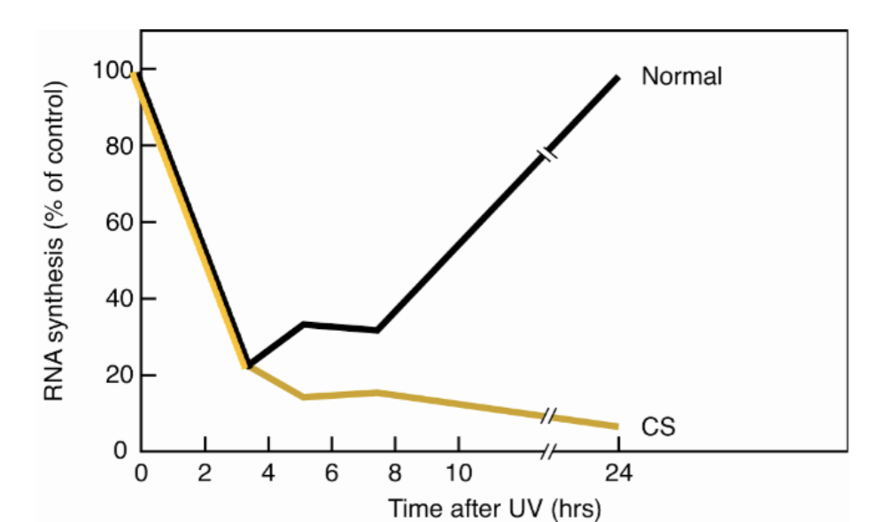 <p>UDS in CS is same a normal patient - so not differentiative</p><p>however RNA synthesis is very low in CS - suggests defect in transcription?</p><ul><li><p>CS defined by defective transcription coupled repair - all NER is global (up to 24hrs)</p></li></ul><p>Mutation in CS-A or CS-B leads to CS - epistatic</p><p></p>