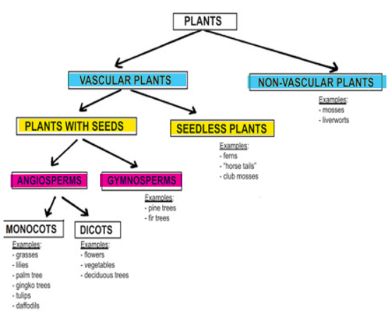 <ol><li><p>Vascular vs Non-Vascular</p></li><li><p>With Seeds vs Seedless</p></li><li><p>Angiosperms vs Gymnosperms</p></li></ol><p></p>
