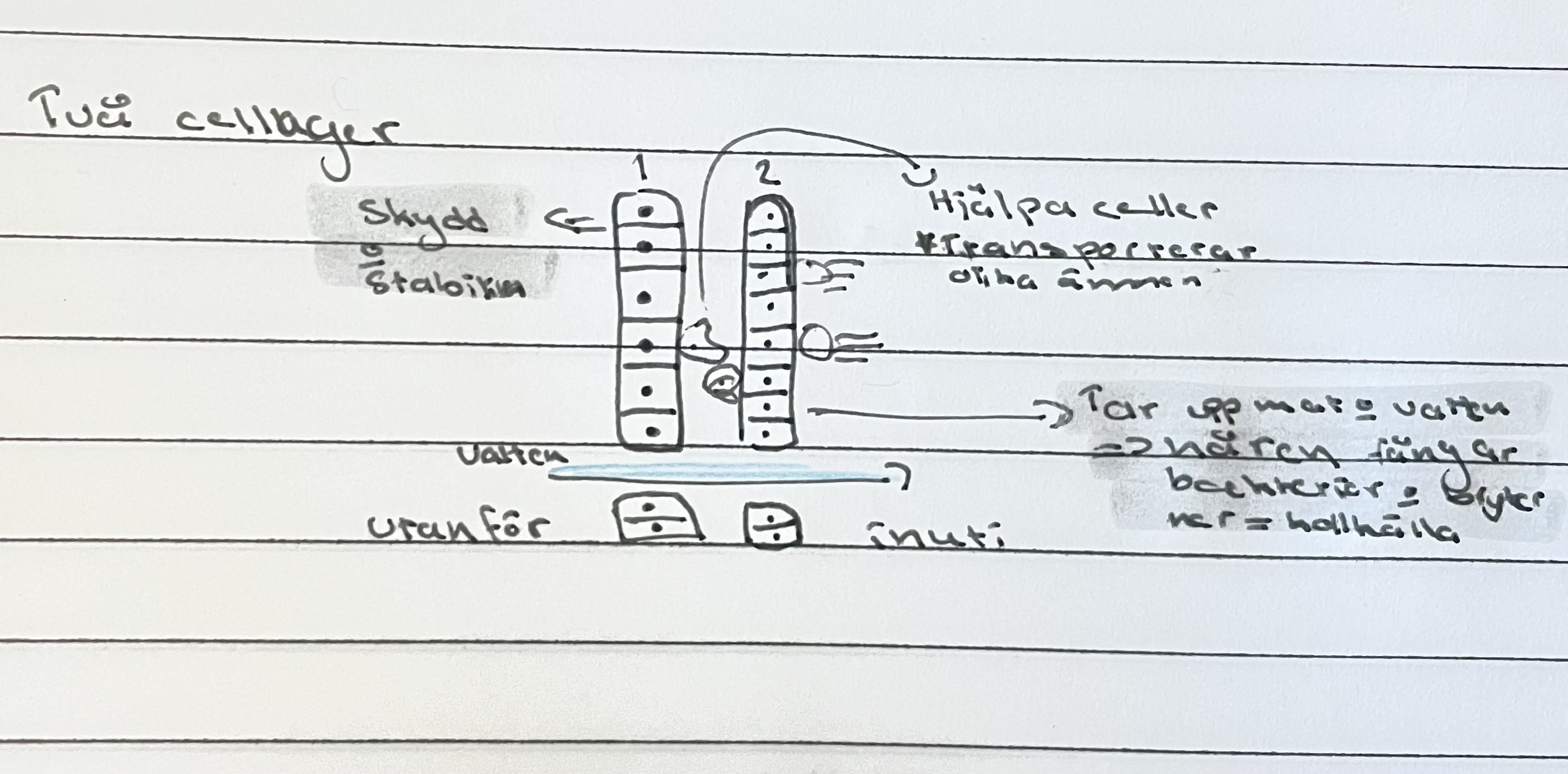 Det är mer komplicerat, exempel på organism är svampdjuret =>(filtrera vatten genom att äta upp bakterier och smådjur). 