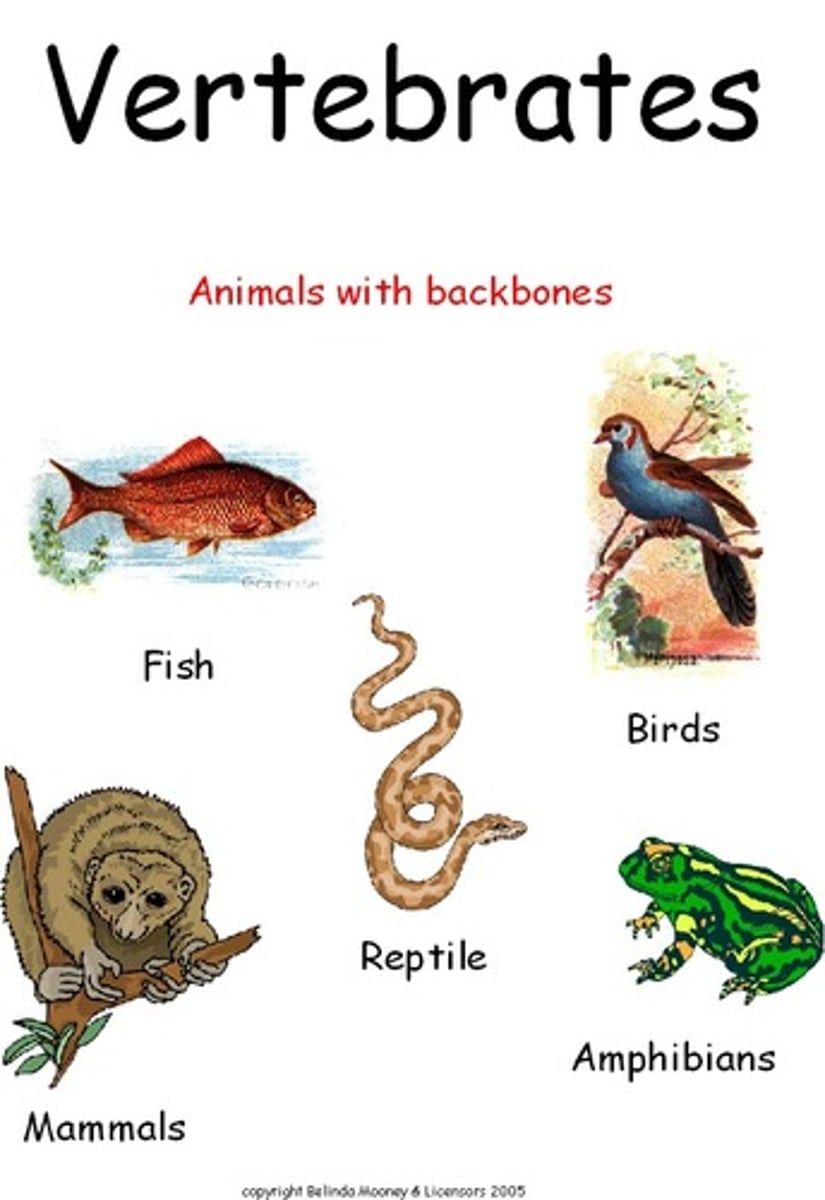 <p>Chordates with a Backbone</p>