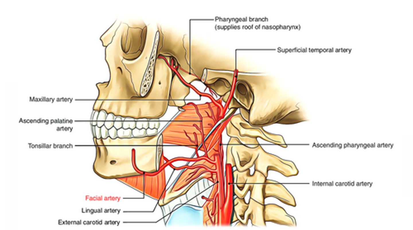 <p>The tonsillar artery originates from the facial artery.</p>