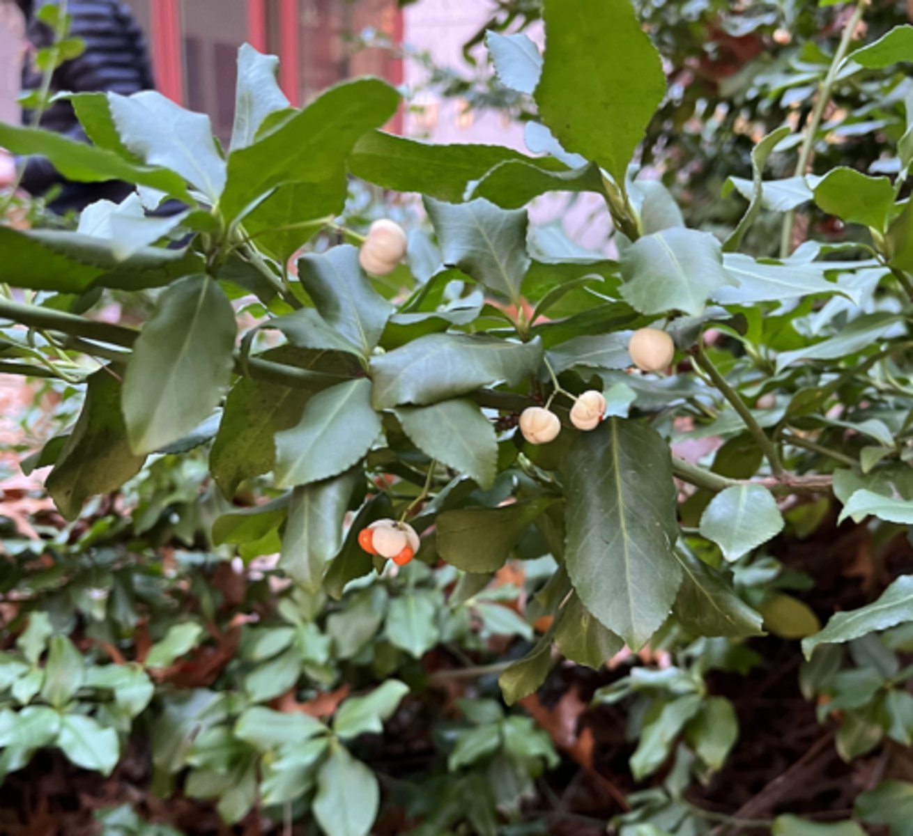<p>opposite leaves, aerial roots, crenate margin, orange fruit w white cover</p>
