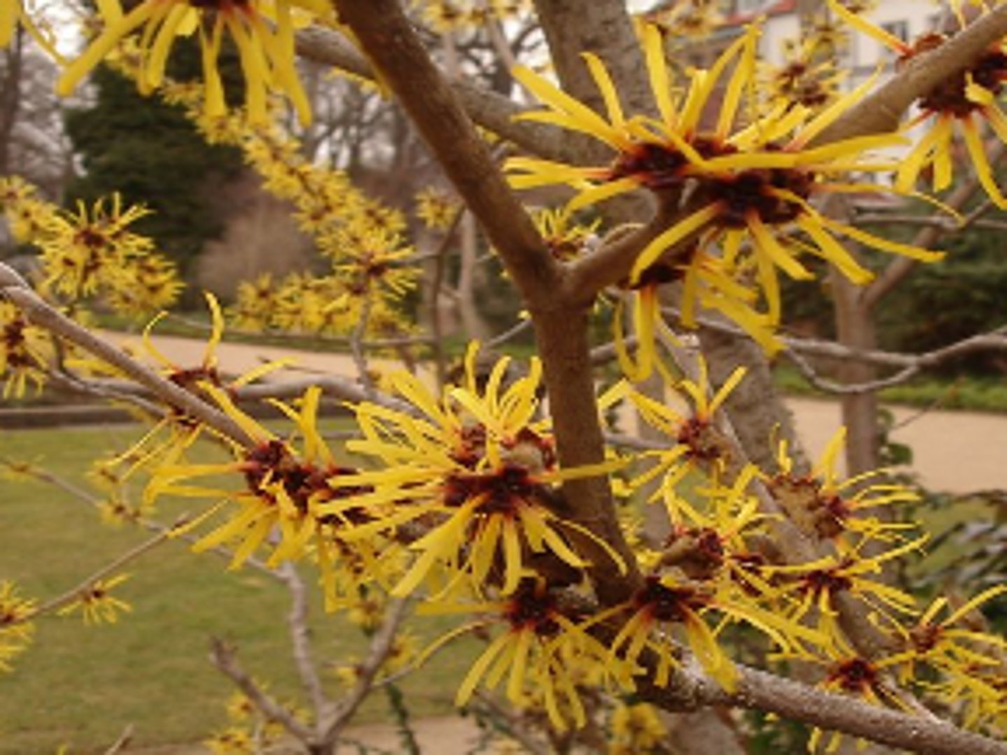 <p>Protective energy, worn to ease headache and cool passions. dispels overwhelming emotions.</p>