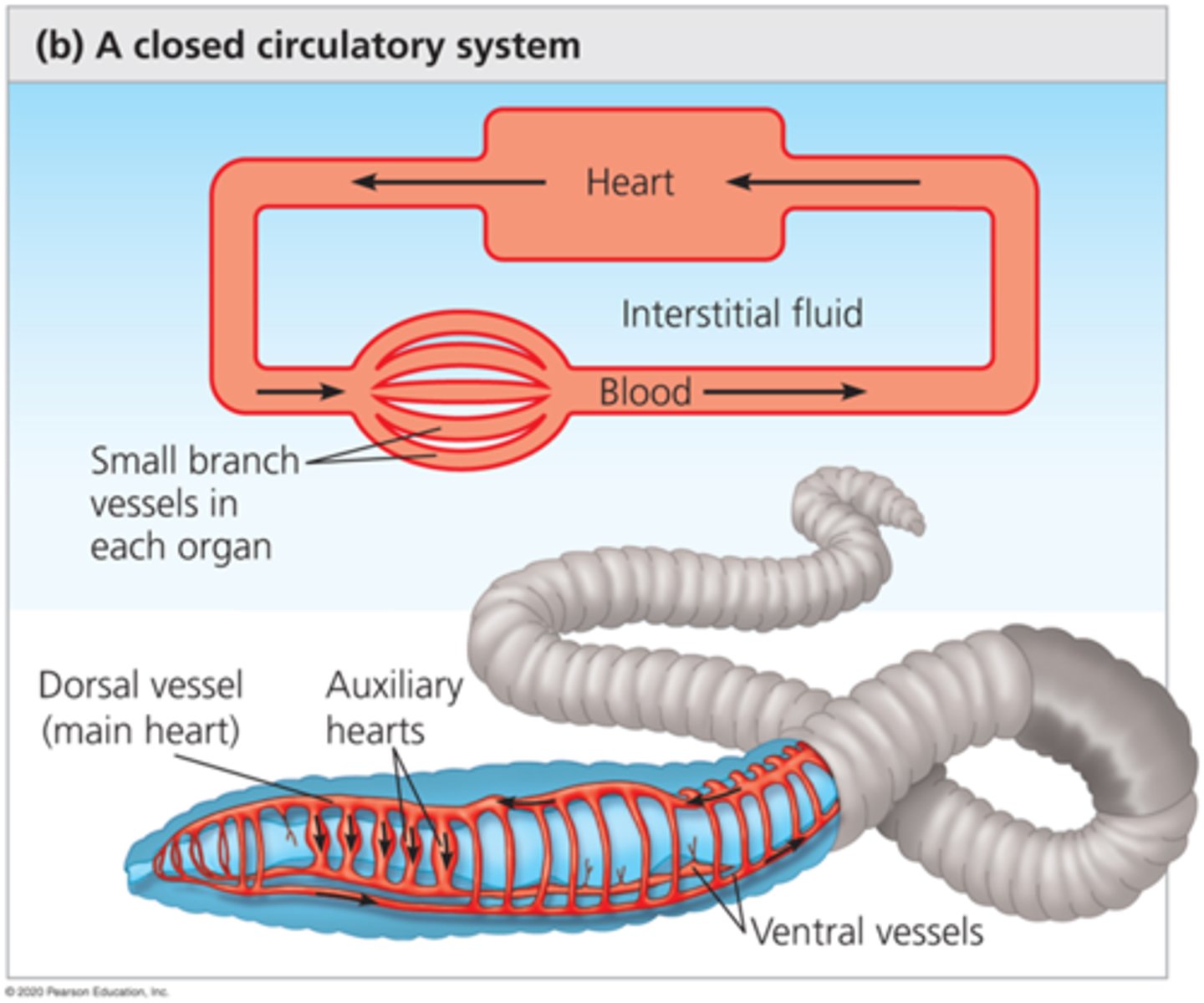 <p>A circulatory system in which the oxygen-carrying blood cells never leave the blood vessels.</p>