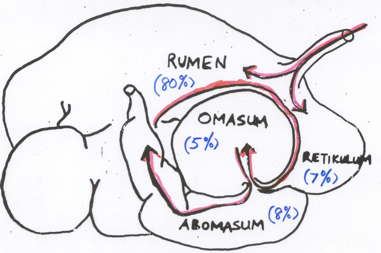 <p><span style="color: blue"><strong>Rumen</strong></span></p>