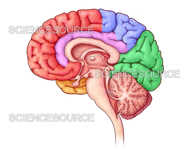 <p>vertical from the top</p>