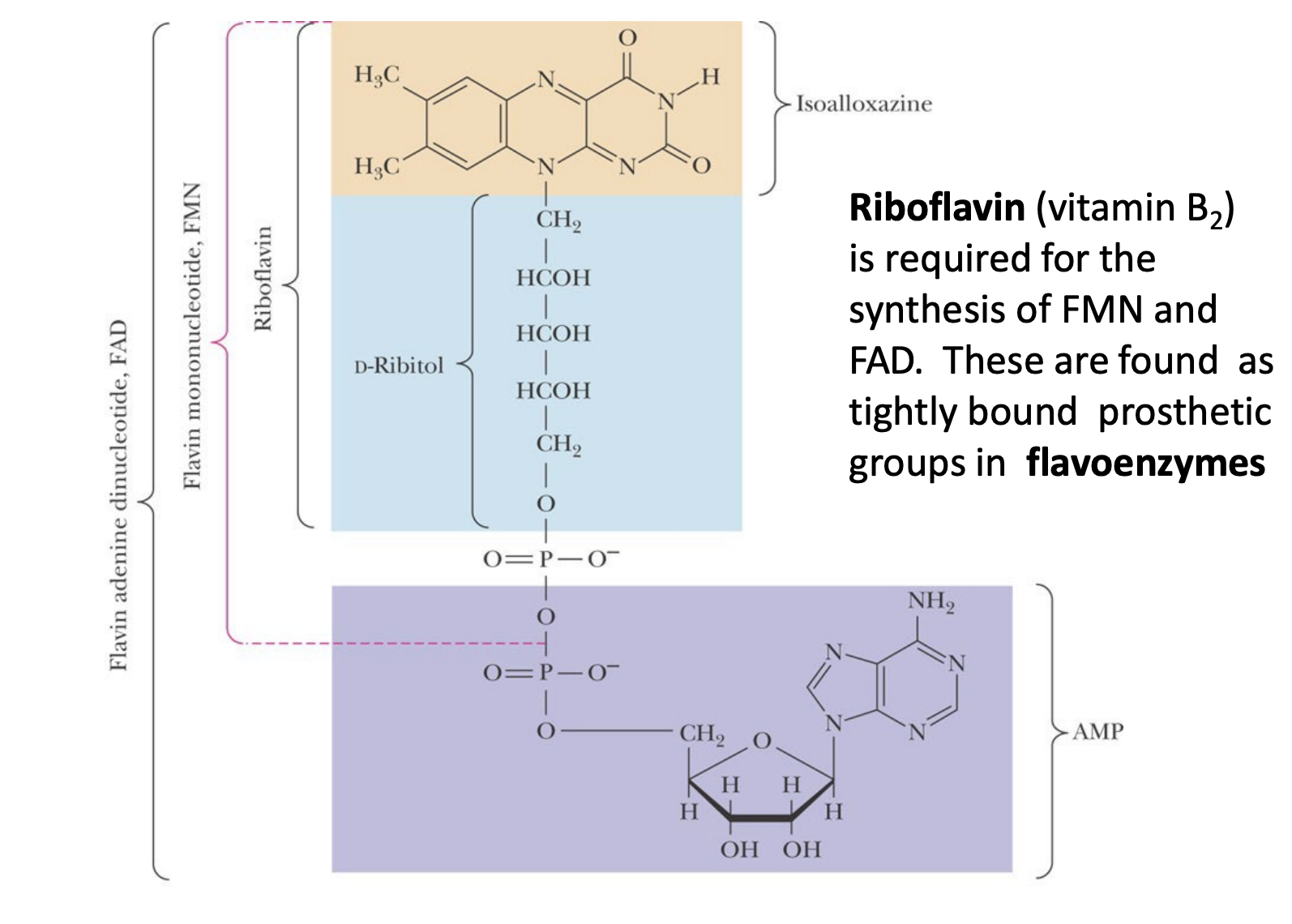 <p>FAD/FMN structure</p><p><u>Riboflavin</u> (<u>Vitamin B<sub>2</sub></u>) are tightly bound prosthetic groups in <u>flavoenzymes</u> (FAD/FMN).</p>