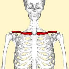 <p><span>between top of breastbone shoulder blade</span></p>