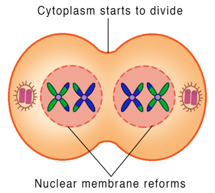 <ul><li><p><strong>Chromosomes </strong>(still made up of two chromatids joined by a centromere) reach each pole </p></li><li><p><strong>Nuclear membranes reform</strong> around the groups of chromosomes</p></li><li><p><strong>Nucleoli reform</strong></p></li><li><p><strong>Spindle fibres break down</strong></p></li></ul><p>Telophase 2 is the same as telophase in mitosis</p>