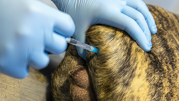 <p>anesthesia applied to a limb or an entire section of the body</p>