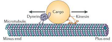 <p>In cilia and flagella, a large motor protein extending from one microtubule doublet to the adjacent doublet. ATP hydrolysis drives changes in dynein shape that lead to bending of cilia and flagella. </p>
