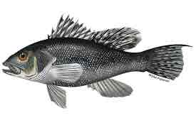 <p>Black sea bass</p>