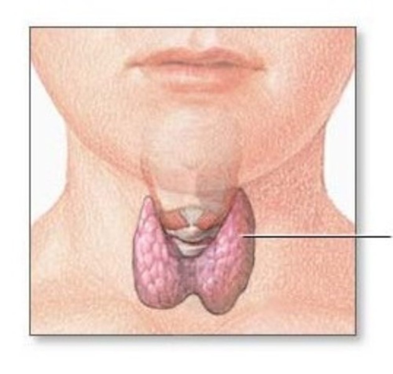 <p>stof die de werking van organen regelt</p>