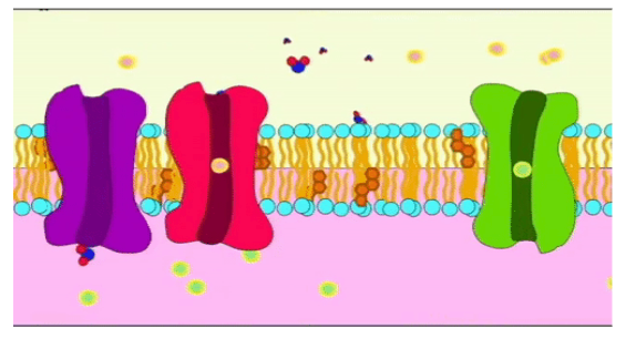 <p><span style="background-color: transparent;">open up spaces or pores across the membrane and allow entry or exit of charged ions (ex. H<sup>+</sup>, Na<sup>+</sup>, K<sup>+</sup>, and Cl)</span></p>
