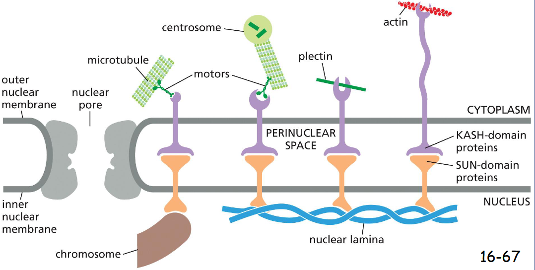 <p>Linker proteins, Connect Cytoskeletal Filaments and Bridge the Nuclear Envelope</p><p>inner nuclear envelope: SUN proteins connect to the nuclear lamina or chromosomes</p><p>outer nuclear envelope: KASH proteins connect to the cytoplasmic cytoskeleton by binding microtubule motor proteins, plectin, or actin filaments</p>