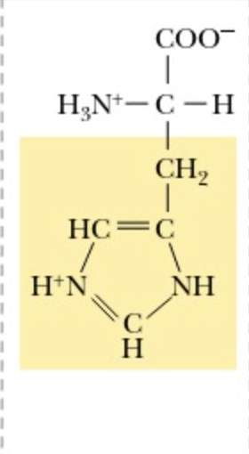 <p>Histidine</p>