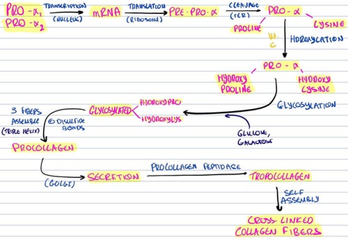 knowt flashcard image
