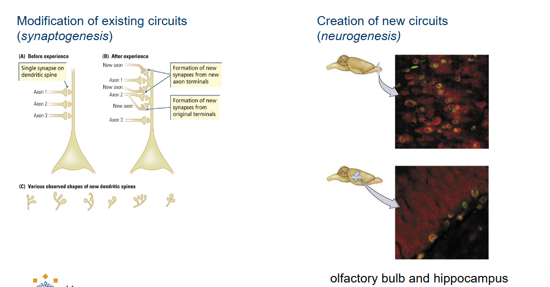 <ul><li><p>Modification of existing circuits (<em>synaptogenesis</em>). </p></li><li><p>Creation of new circuits (<em>neurogenesis).</em></p></li></ul><p></p>