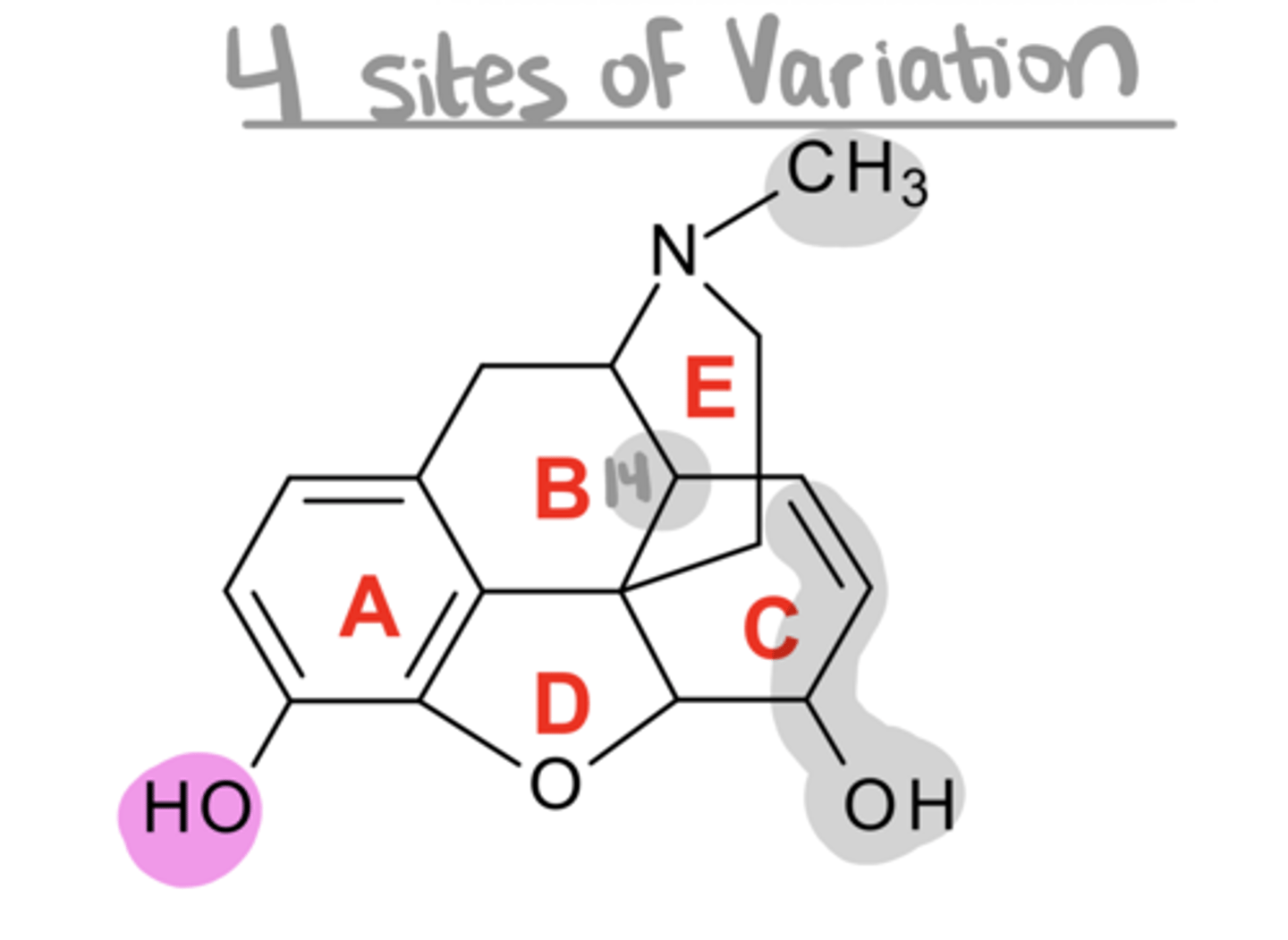 <p>Key SAR for Morphine Analogs:</p><p>1. if you mask the C3-OH with a C3-OCH3 → ___ activity by 1/10th</p>