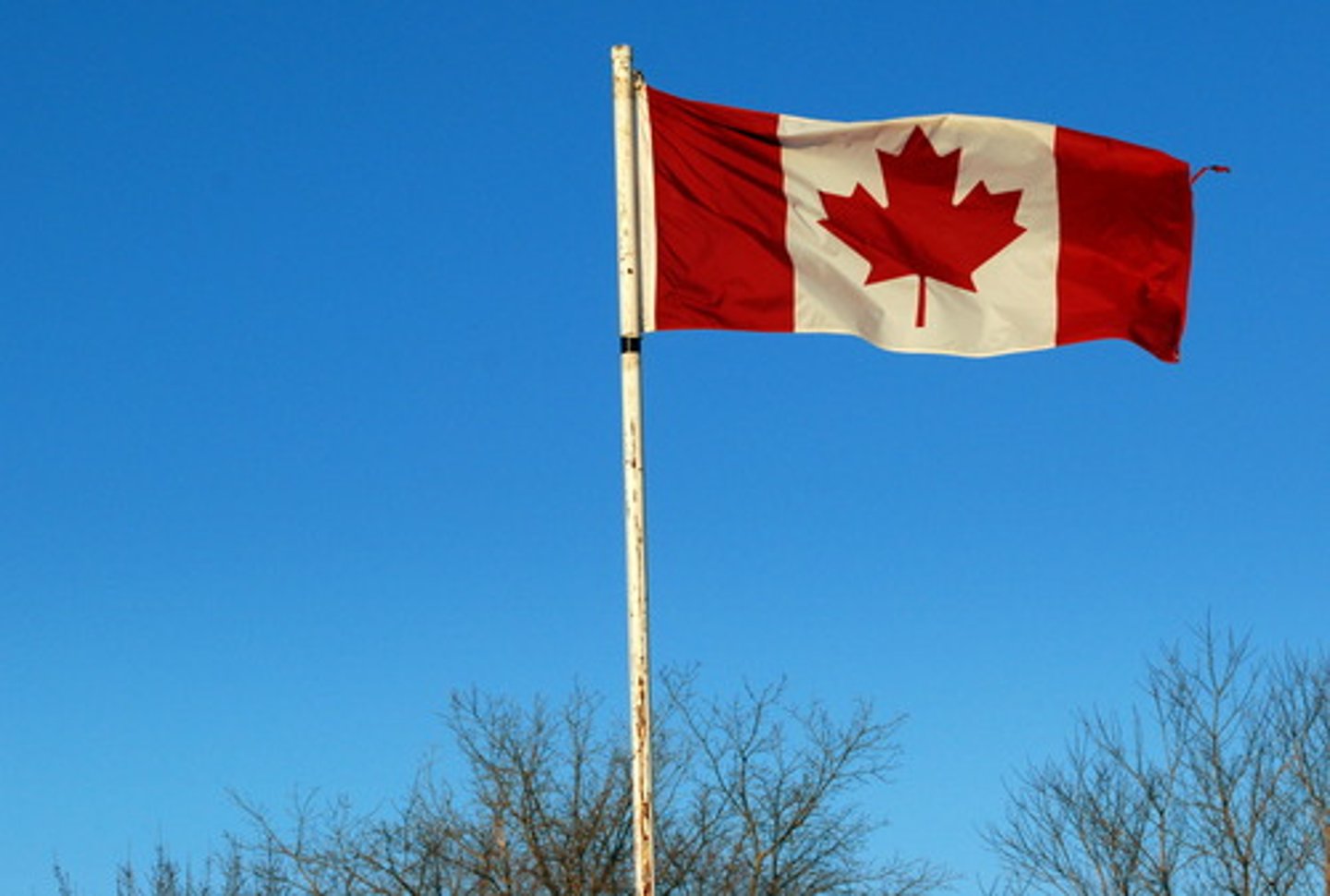 <p>Canadian (adj)</p>