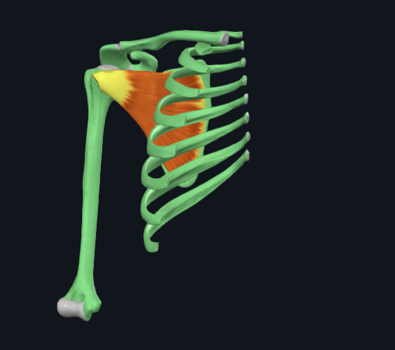 <p>origo: fossa subscapularis scapulae</p><p>insertie: tuberculeus minus humeri+ gewrichtskapsel</p>