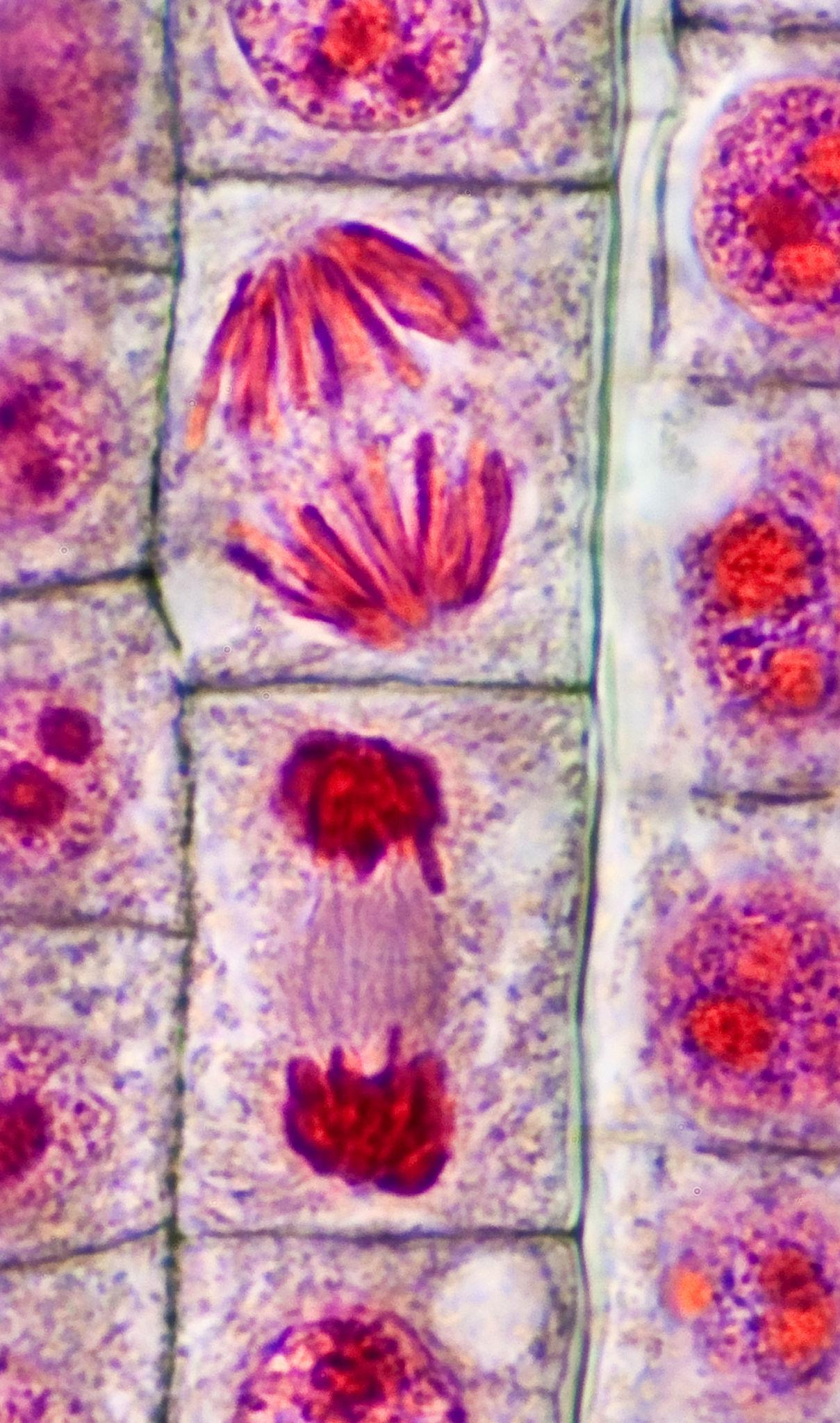 <p><strong>What happens:</strong></p><ul><li><p>Sister chromatids separate</p></li><li><p>Chromatids move to opposite poles</p></li></ul><p><strong>What it looks like:</strong></p><ul><li><p>V-shaped chromosomes pulling apart</p></li></ul><p></p>